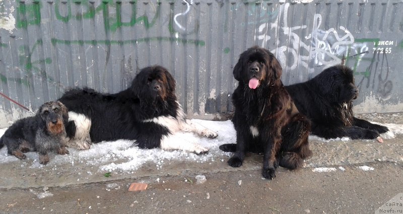 Фотография № 185204