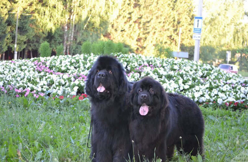 Фотография № 185206