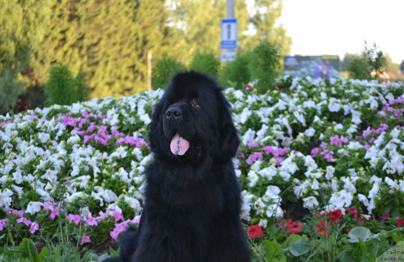 Фото: ньюфаундленд Их Высочество Гламур Доджи