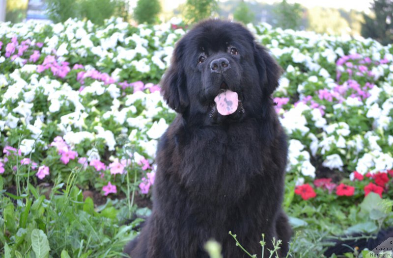 Фотография № 185210