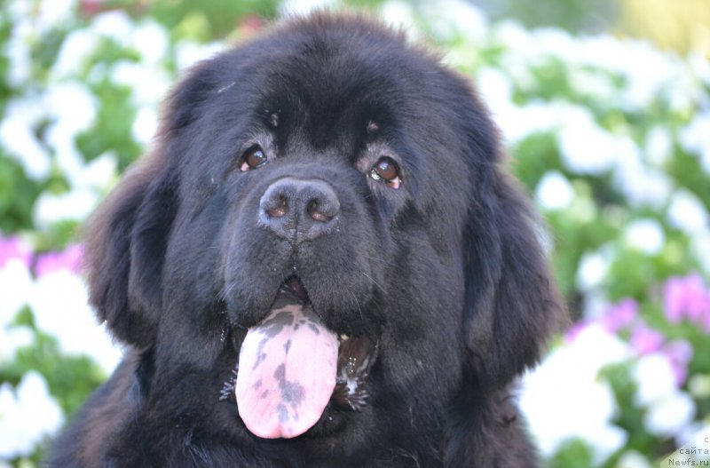 Фото: ньюфаундленд Многоликая Богиня Манифик (Mnogolikaya Boginya Manifik)