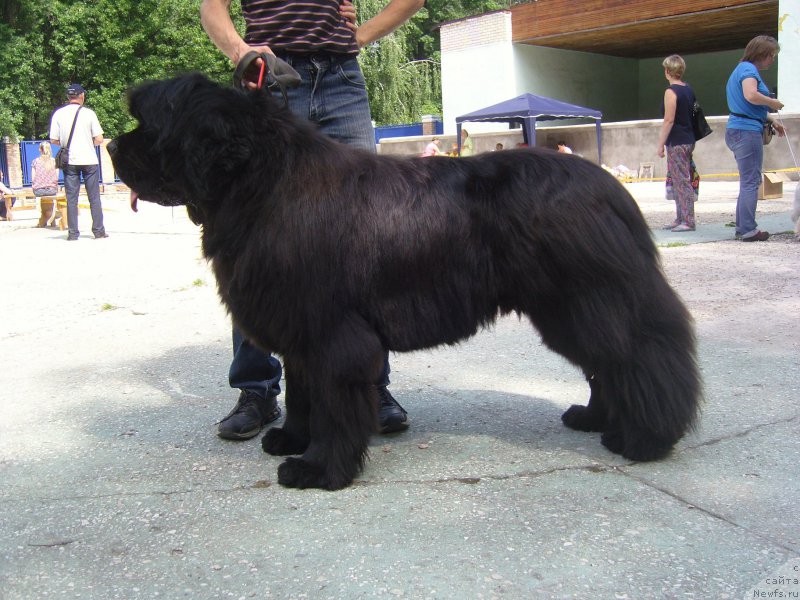 Фото: ньюфаундленд Анджело Орсо Амарилли Миа Белла (Angelo Orso Amarilli Mia Bella)