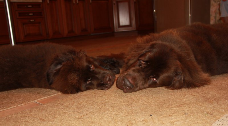 Фото: ньюфаундленд Ньюфорт Васаби, Кроша