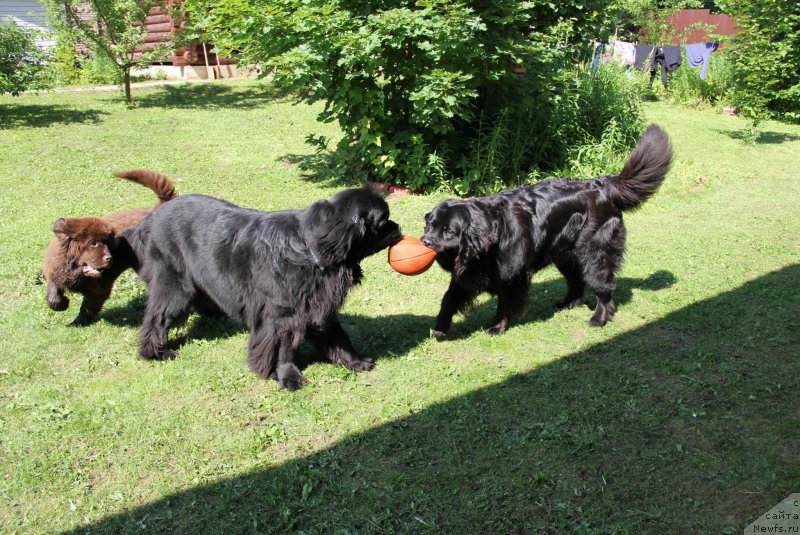 Фото: ньюфаундленд Ньюфорт Васаби, ньюфаундленд Рестайлинг Фром Шипмэн, ньюфаундленд Бонни Флайт
