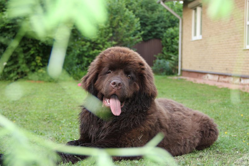 Фото: ньюфаундленд Ньюфорт Васаби