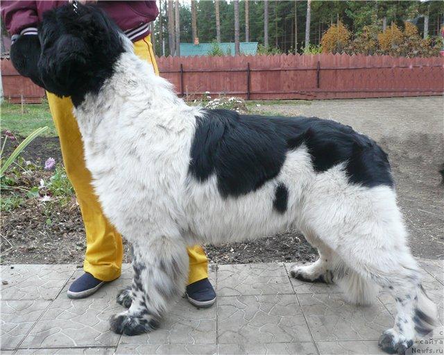 Фото: ньюфаундленд Супер Бизон Арго (Super Bizon Argo)