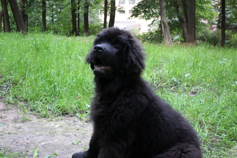 Фото: ньюфаундленд Черный Балу Евсей