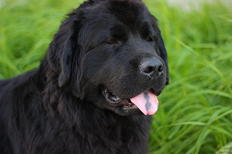 Фото: ньюфаундленд Питерньюф Идеас Фор Лифе (Piternyuf Ideas For Life)