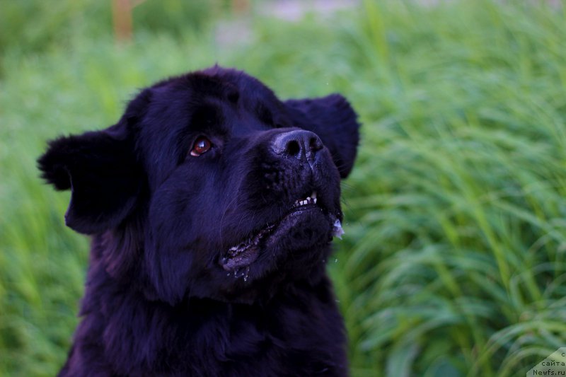 Фото: ньюфаундленд Питерньюф Идеас Фор Лифе (Piternyuf Ideas For Life)