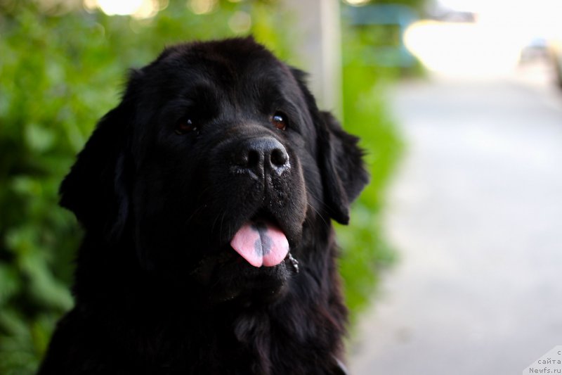 Фото: ньюфаундленд Питерньюф Идеас Фор Лифе (Piternyuf Ideas For Life)