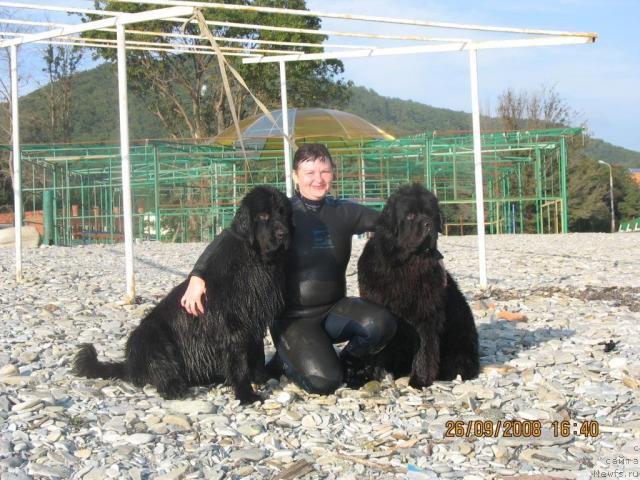 Фото: ньюфаундленд Акватория Келвин Заветная Мечта (Aquatoriya Kelvin Zavetnaya Mechta), ньюфаундленд Князь Додон с Берега Дона (Knyaz Dodon s Berega Dona)