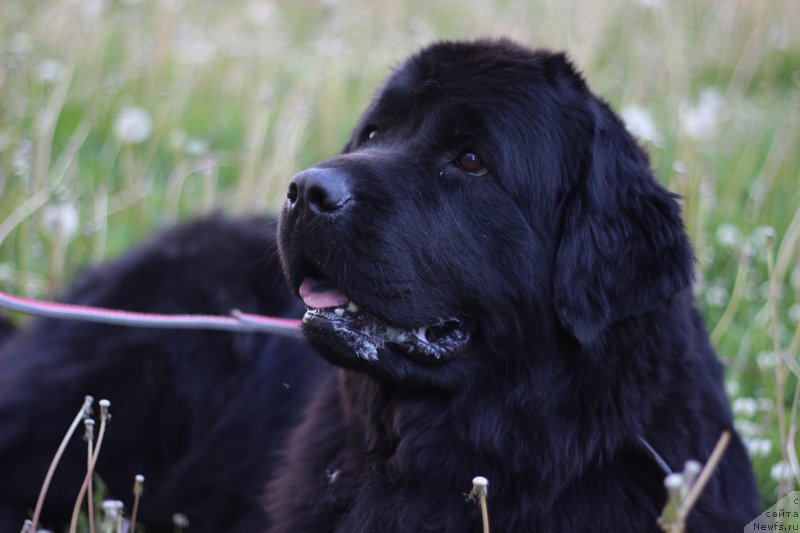 Фото: ньюфаундленд Питерньюф Идеас Фор Лифе (Piternyuf Ideas For Life)