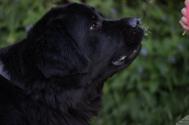 Фото: ньюфаундленд Питерньюф Идеас Фор Лифе (Piternyuf Ideas For Life)