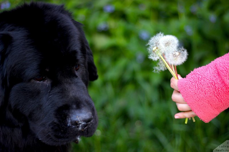 Фото: ньюфаундленд Питерньюф Идеас Фор Лифе (Piternyuf Ideas For Life)