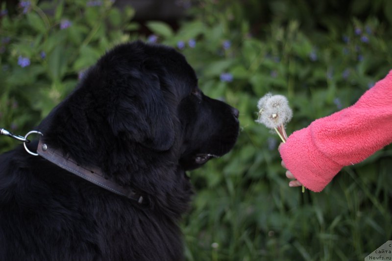 Фото: ньюфаундленд Питерньюф Идеас Фор Лифе (Piternyuf Ideas For Life)