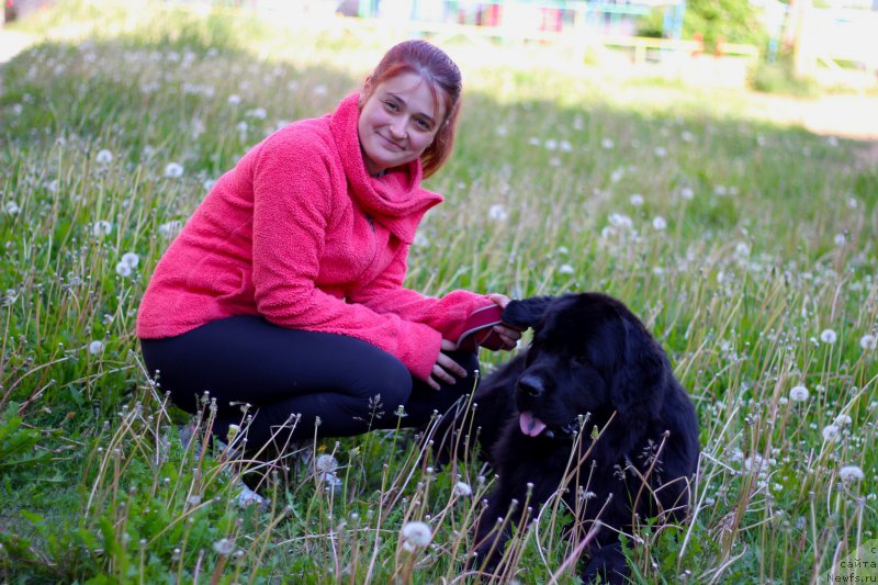 Фото: ньюфаундленд Питерньюф Идеас Фор Лифе (Piternyuf Ideas For Life), Соня