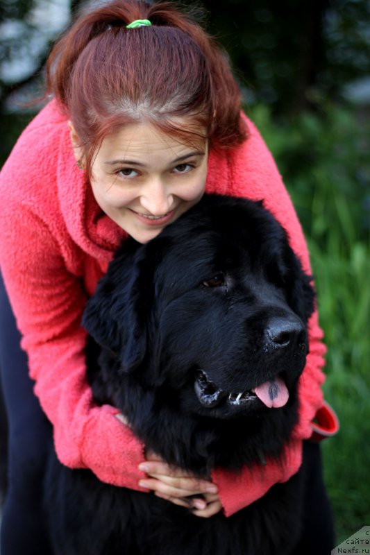 Фото: ньюфаундленд Питерньюф Идеас Фор Лифе (Piternyuf Ideas For Life)