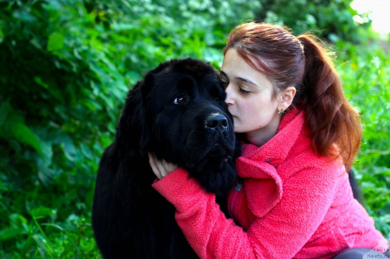 Фото: ньюфаундленд Питерньюф Идеас Фор Лифе (Piternyuf Ideas For Life)