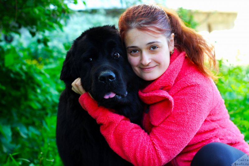 Фото: ньюфаундленд Питерньюф Идеас Фор Лифе (Piternyuf Ideas For Life)