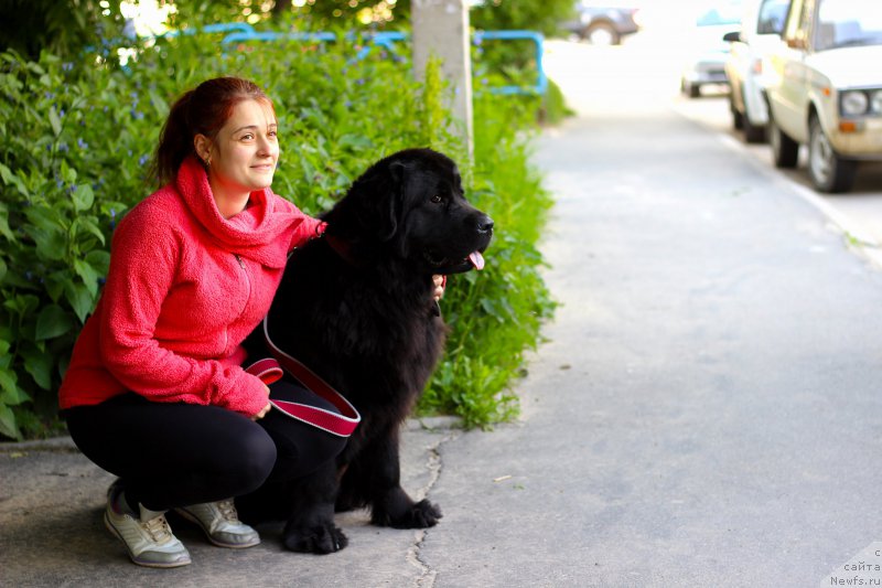 Фото: ньюфаундленд Питерньюф Идеас Фор Лифе (Piternyuf Ideas For Life)