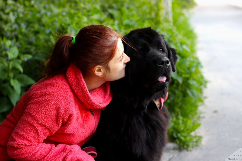 Фото: ньюфаундленд Питерньюф Идеас Фор Лифе (Piternyuf Ideas For Life)