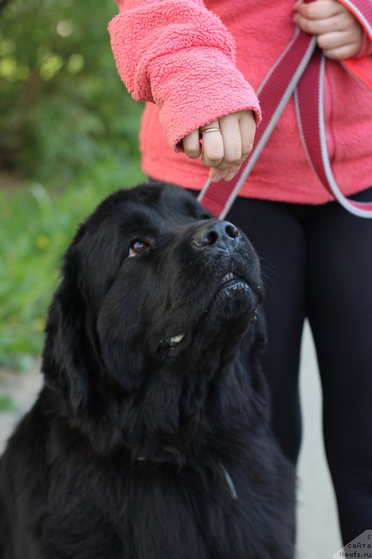 Фото: ньюфаундленд Питерньюф Идеас Фор Лифе (Piternyuf Ideas For Life)