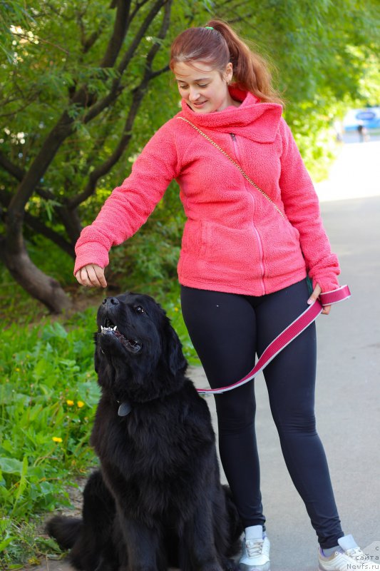 Фото: ньюфаундленд Питерньюф Идеас Фор Лифе (Piternyuf Ideas For Life)