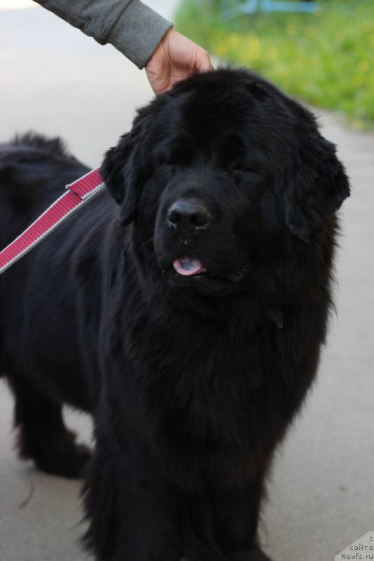 Фото: ньюфаундленд Питерньюф Идеас Фор Лифе (Piternyuf Ideas For Life)