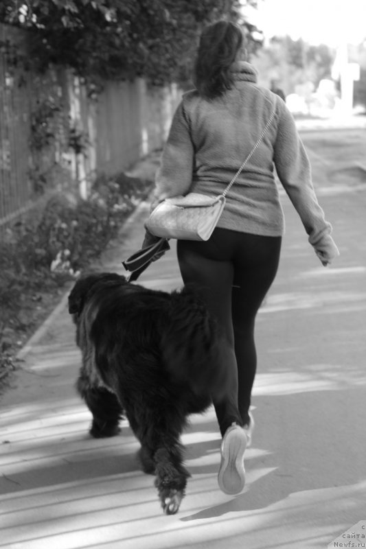 Фото: ньюфаундленд Питерньюф Идеас Фор Лифе (Piternyuf Ideas For Life)