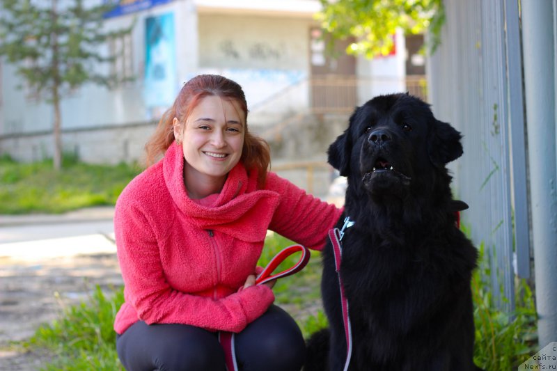 Фото: ньюфаундленд Питерньюф Идеас Фор Лифе (Piternyuf Ideas For Life)