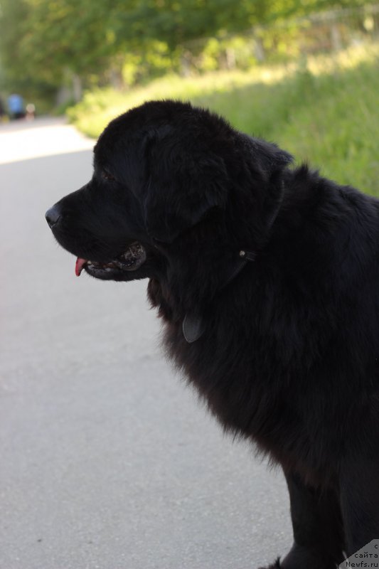 Фото: ньюфаундленд Питерньюф Идеас Фор Лифе (Piternyuf Ideas For Life)