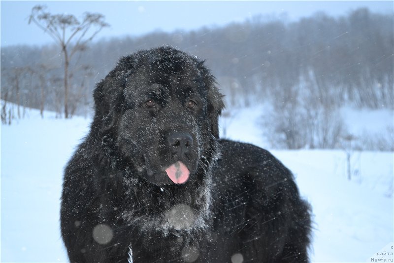 Фото: ньюфаундленд Питерньюф Идеас Фор Лифе (Piternyuf Ideas For Life)