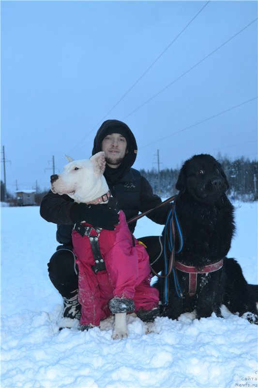 Фото: ньюфаундленд Питерньюф Идеас Фор Лифе (Piternyuf Ideas For Life)