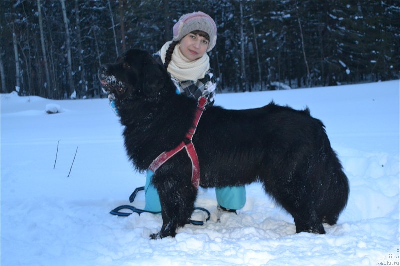 Фото: ньюфаундленд Питерньюф Идеас Фор Лифе (Piternyuf Ideas For Life), Зарина Лубкова