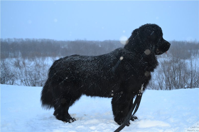 Фото: ньюфаундленд Питерньюф Идеас Фор Лифе (Piternyuf Ideas For Life)