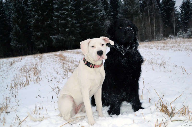 Фото: ньюфаундленд Питерньюф Идеас Фор Лифе (Piternyuf Ideas For Life), Дейнерис