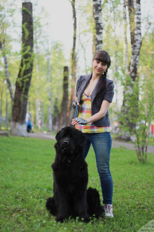 Фото: ньюфаундленд Питерньюф Идеас Фор Лифе (Piternyuf Ideas For Life), Зарина Лубкова