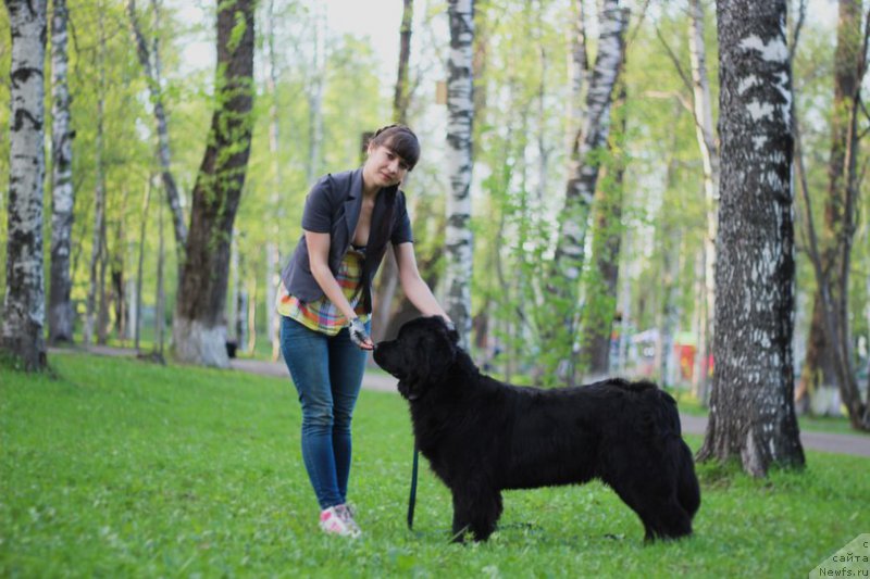 Фото: ньюфаундленд Питерньюф Идеас Фор Лифе (Piternyuf Ideas For Life), Зарина Лубкова