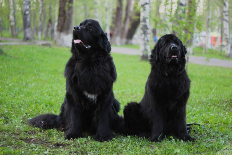 Фото: ньюфаундленд Питерньюф Идеас Фор Лифе (Piternyuf Ideas For Life), ньюфаундленд Питерньюф Чивас Регал