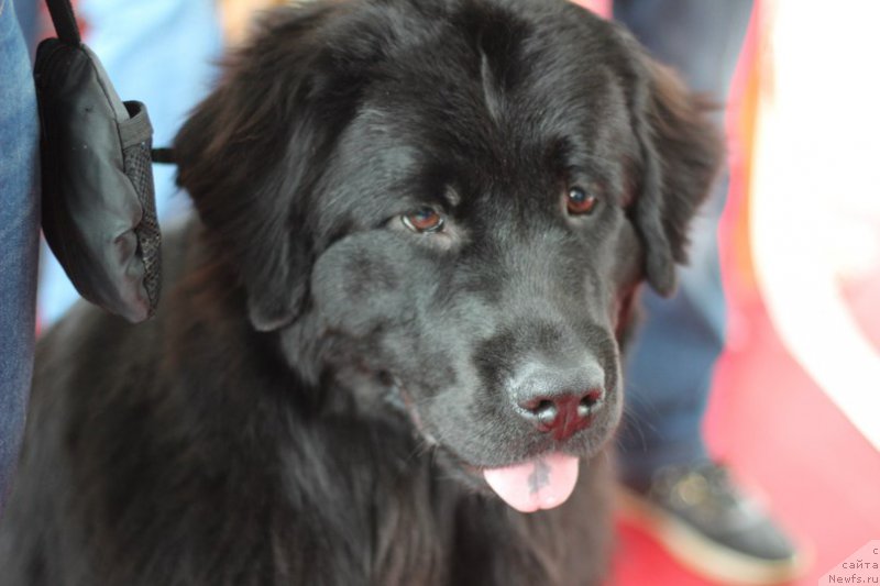 Фото: ньюфаундленд Питерньюф Идеас Фор Лифе (Piternyuf Ideas For Life)