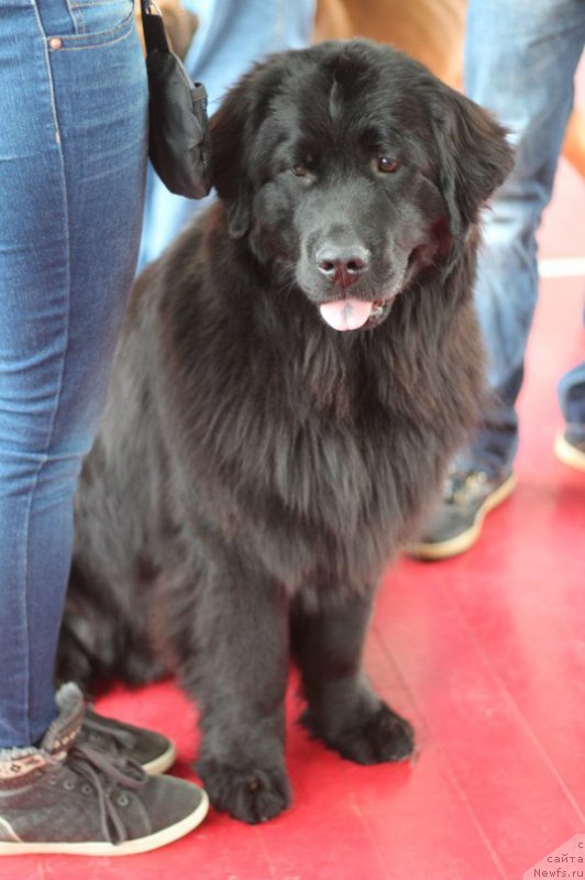 Фото: ньюфаундленд Питерньюф Идеас Фор Лифе (Piternyuf Ideas For Life)