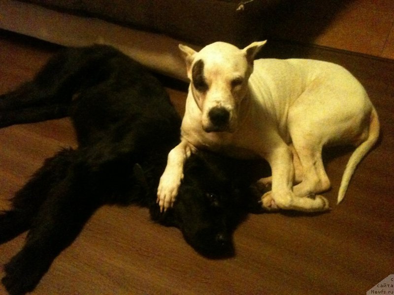 Фото: ньюфаундленд Питерньюф Идеас Фор Лифе (Piternyuf Ideas For Life), Вальбона