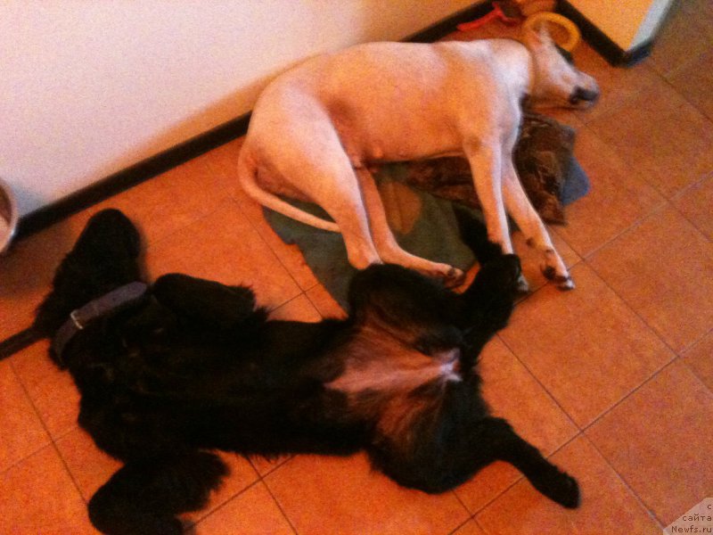 Фото: ньюфаундленд Питерньюф Идеас Фор Лифе (Piternyuf Ideas For Life), Бонка