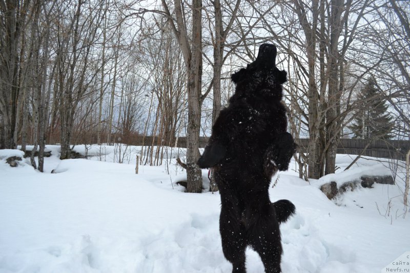 Фото: ньюфаундленд Питерньюф Идеас Фор Лифе (Piternyuf Ideas For Life)