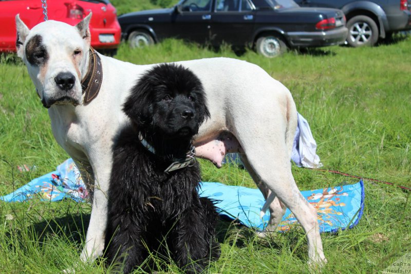 Фото: ньюфаундленд Питерньюф Идеас Фор Лифе (Piternyuf Ideas For Life), Вальбона