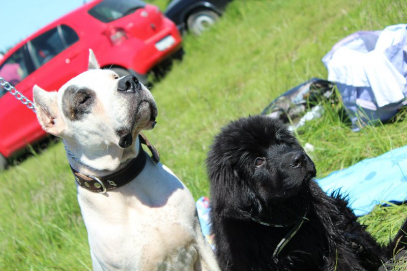 Фото: ньюфаундленд Питерньюф Идеас Фор Лифе (Piternyuf Ideas For Life), Вальбона