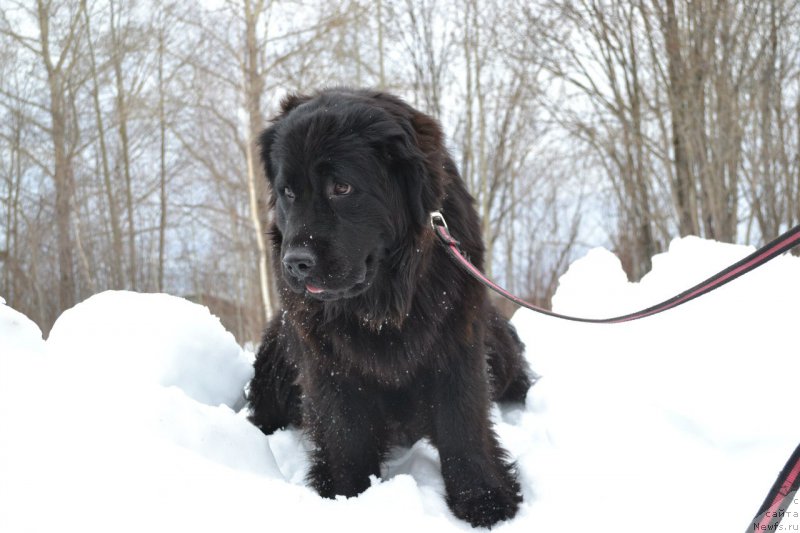 Фото: ньюфаундленд Питерньюф Идеас Фор Лифе (Piternyuf Ideas For Life)