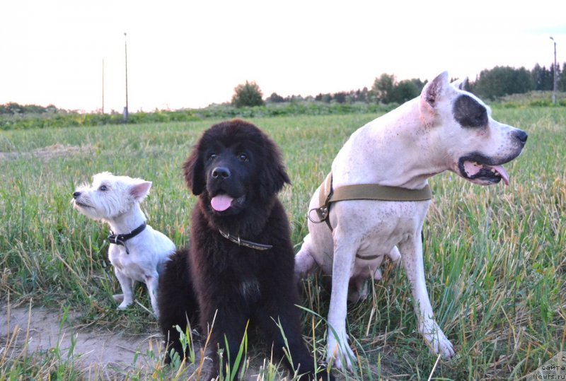 Фото: ньюфаундленд Питерньюф Идеас Фор Лифе (Piternyuf Ideas For Life), Бонка и Борька