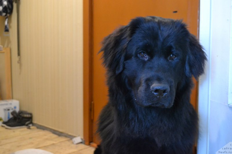 Фото: ньюфаундленд Питерньюф Идеас Фор Лифе (Piternyuf Ideas For Life)