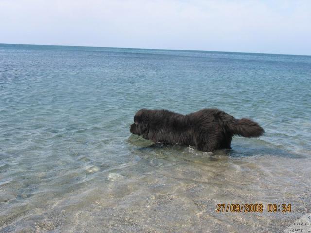 Фото: ньюфаундленд Князь Додон с Берега Дона (Knyaz Dodon s Berega Dona)